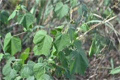 Abelmoschus angulosus